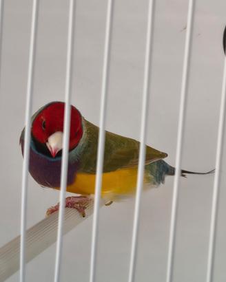 Diamanti di gould