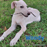 Woody, 4 mesi, taglia media