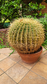 5 splendide piante grasse