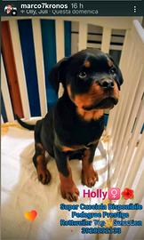 Cucciola Rottweiler Top Selection