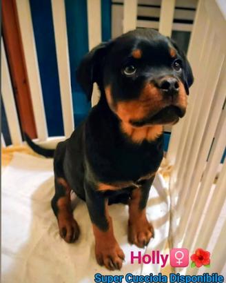 Cucciola Rottweiler Top Selection