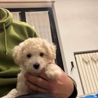 Casa per barboncino toy