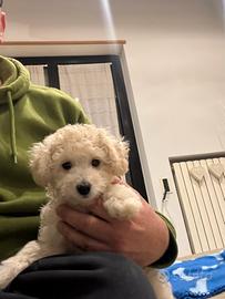 Casa per barboncino toy