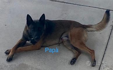 Pastori belga malinois