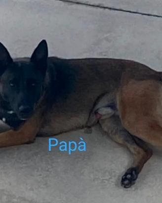 Pastori belga malinois