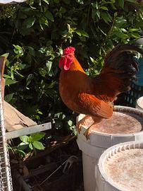 Gallo