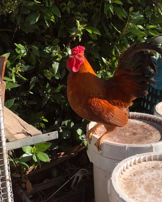 Gallo