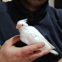 Pulli da imbecco di calopsite