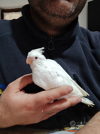 Pulli da imbecco di calopsite