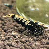 Caridine Galaxy/Fishbone