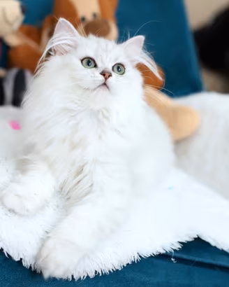 Gattina scottish straight Longhair British 