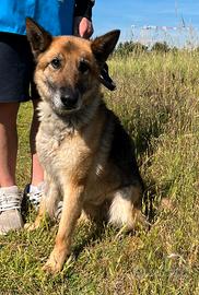 CICCILLO CANE METICCIO