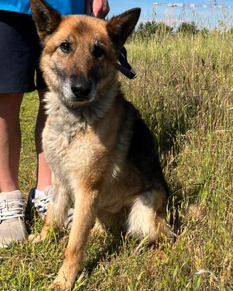 CICCILLO CANE METICCIO