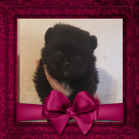 Spitz Pomerania nani