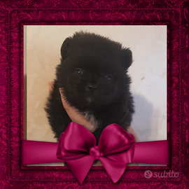 Spitz Pomerania nani