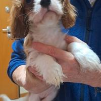 Cuccioli Cavalier King Charles Spaniel