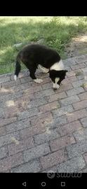 Cucciola di border collie