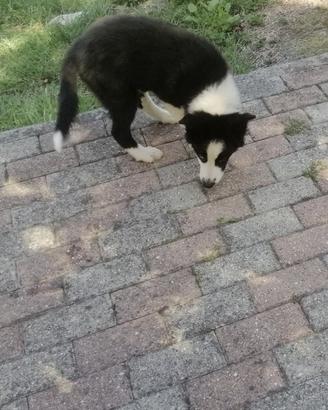 Cucciola di border collie