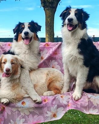 Cuccioli Pastore Australiano/Australian Shepherd