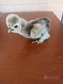 Pulcini galline moroseta