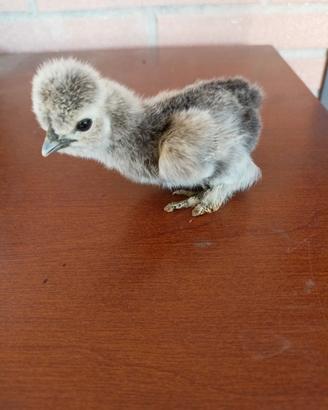 Pulcini galline moroseta