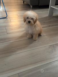 Maltipoo