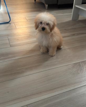 Maltipoo