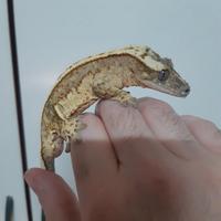 Geco Correlophus ciliatus maschio