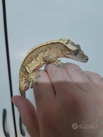 Geco Correlophus ciliatus maschio