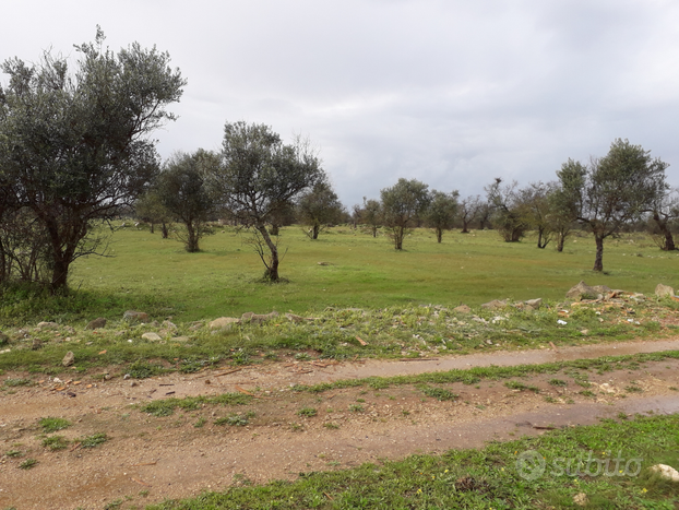 Terreno agricolo