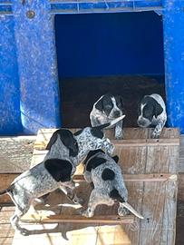 Bracco pointer