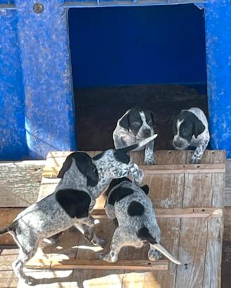 Bracco pointer
