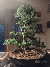 tasso bonsai