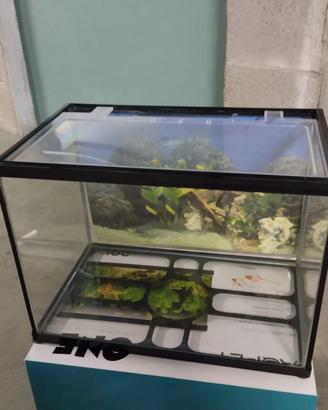 Acquario 20 litri