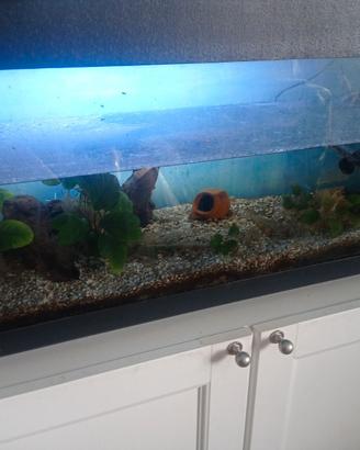 ACQUARIO