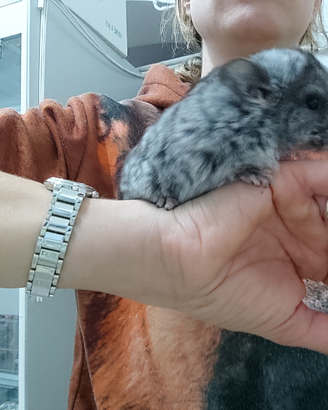 Cincillà baby