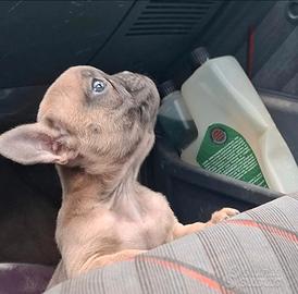 Cucciola di bulldog francese