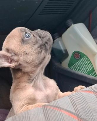 Cucciola di bulldog francese