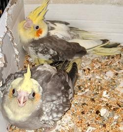 Calopsite semi svezzato