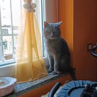 Stallone gatto certosino x monta