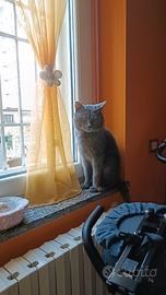 Stallone gatto certosino x monta