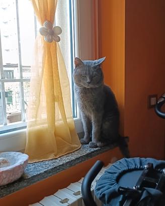 Stallone gatto certosino x monta