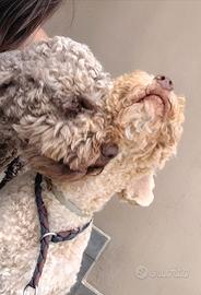 Cuccioli di Lagotto Romagnolo con pedigree
