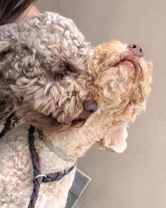 Cuccioli di Lagotto Romagnolo con pedigree