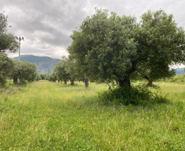 Terreno a Venafro