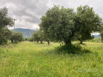 Terreno a Venafro