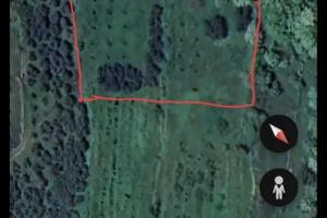 Uliveto a castegnero