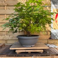 Acero palmato bonsai (VENDUTO)