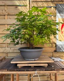 Acero palmato bonsai (VENDUTO)