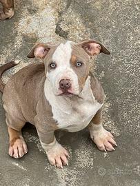 American Pitbull Terrier cuccioli